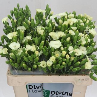 Freshy Hollandse Trosanjer Enkelbloemig “Soland Blondfly” | Kleur: Geel | Lengte ± 60 centimeter | Per 30 verse bloemen