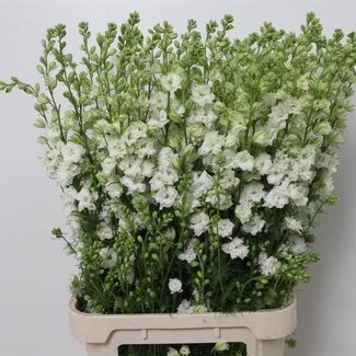 Freshy Consolida R Q White