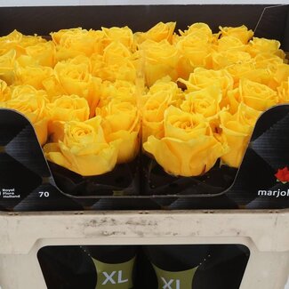 Freshy Rozen “Palmares XL” | Kleur: Geel | Lengte ± 70 centimeter | Per 10 verse bloemen