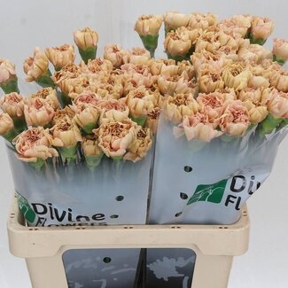 Freshy Hollandse Anjer “Saona” | Kleur: Roze | Lengte ± 60 centimeter | Per 20 verse bloemen