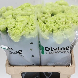 Freshy Hollandse Anjer “Celtic Green” | Kleur: Groen | Lengte ± 60 centimeter | Per 20 verse bloemen