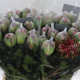 Freshy Chrysant deco Antonov Kleurbehandeld hortensia