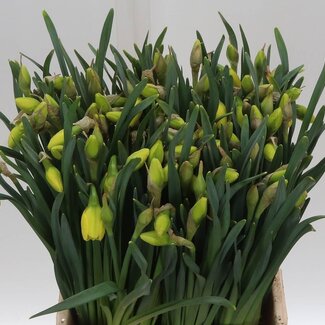 Freshy Narcis “Tahiti” | Kleur: Geel | Lengte ± 46 centimeter | Per 50 stelen verse bloemen