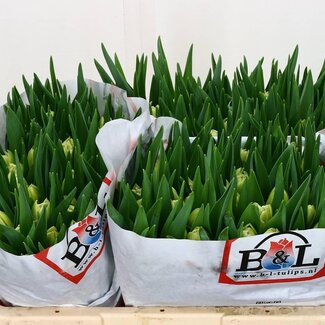 Freshy Tulp dubbel Avant Garde