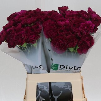 Freshy Anjer Hollands Yukari Violet