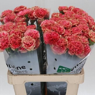 Freshy Hollandse Anjer “Wow” | Kleur: Roze | Lengte ± 60 centimeter | Per 20 verse bloemen