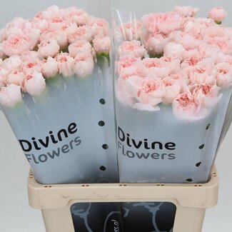 Freshy Hollandse Anjer “Maruchi” | Kleur: Roze | Lengte ± 60 centimeter | Per 30 verse bloemen