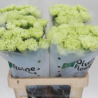 Freshy Anjer “Jungle Green” | Kleur: Groen | Lengte ± 60 centimeter | Per 20 verse bloemen