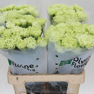 Freshy Anjer jungle Green