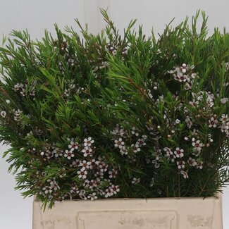 Freshy Chamelaucium Waxflower “Snow Flake” | Kleur: Wit | Lengte ± 40 centimeter | Per 25 verse bloemen