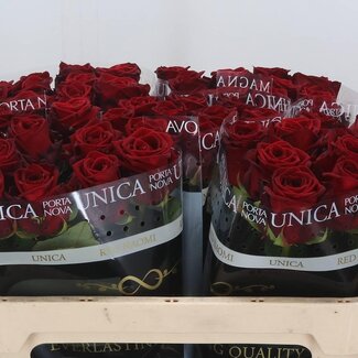 Freshy Rozen “Red Naomi Supra” | Kleur: Rood | Lengte ± 70 centimeter | Per 20 verse bloemen