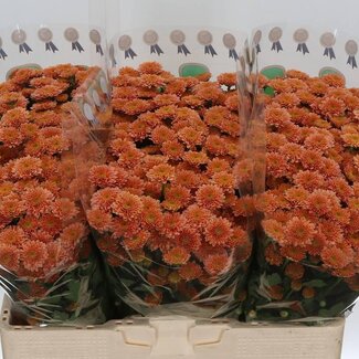 Freshy Chrysant santini Miller Smokey