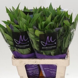 Freshy Clematis “Amazing Oslo” | Kleur: Blauw | Lengte ± 60 centimeter | Per 10 verse bloemen