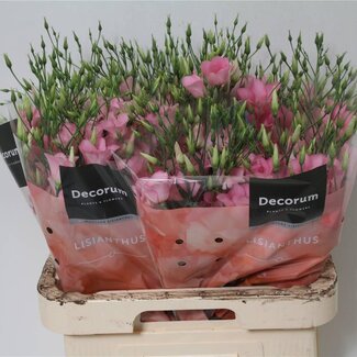 Freshy Eustoma Enkelbloemig Botanic Pink