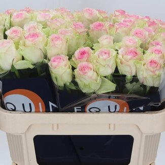 Freshy Rozen “Pink Journey” | Kleur: Roze | Lengte ± 70 centimeter | Per 20 verse bloemen