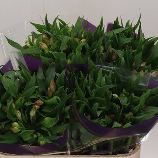 Freshy Alstroemeria “Avianna” | Kleur: Roze | Lengte ± 75 centimeter | Per 10 stelen verse bloemen