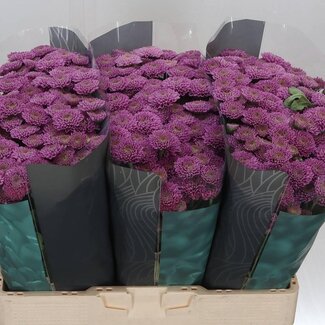 Freshy Chrysanthemum Chrysant Santini “Ellison Pink” | Kleur: Paars | Lengte ± 55 centimeter | Per 25 stelen verse bloemen