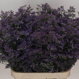 Freshy Limonium Saf Classic Blue