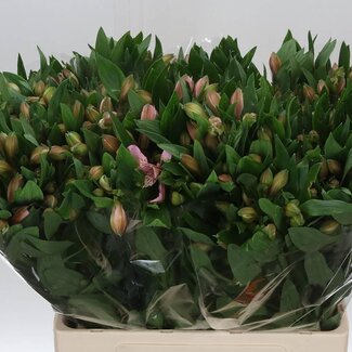 Freshy Alst.kort Pink Floyd