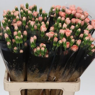 Freshy Trosanjer “Hamada” | Kleur: Roze | Lengte ± 60 centimeter | Per 25 verse bloemen