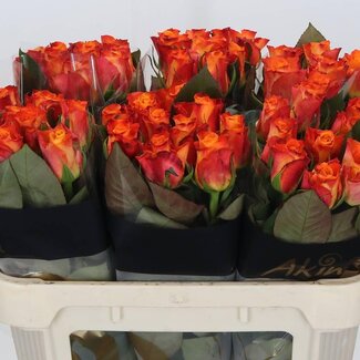 Freshy Rozen “Mariyo” | Kleur: Oranje | Lengte ± 70 centimeter | Per 10 verse bloemen