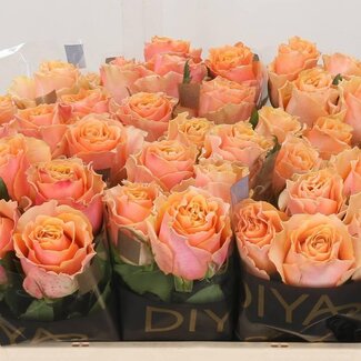 Freshy Rozen “Carpe Diem” | Kleur: Oranje | Lengte ± 50 centimeter | Per 10 verse bloemen