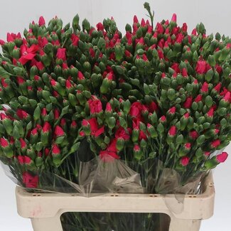 Freshy Trosanjer Enkelbloemig “Solomio Imre” | Kleur: Roze | Lengte ± 60 centimeter | Per 20 verse bloemen