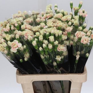 Freshy Trosanjer “Lucia” | Kleur: Roze | Lengte ± 60 centimeter | Per 25 verse bloemen