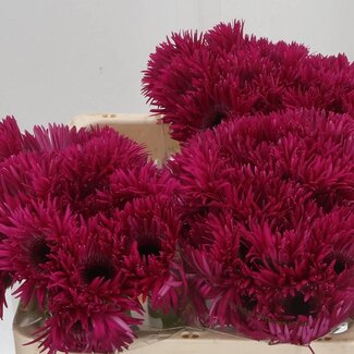 Freshy Gerbera Spider Mi Aqua “Spinner” | Kleur: Roze | Lengte ± 50 centimeter | Per 20 verse bloemen