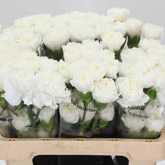 Freshy Korte Anjer “Delphi” | Kleur: Wit | Lengte ± 55 centimeter | Per 20 verse bloemen