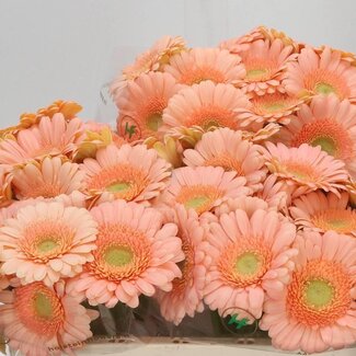 Freshy Germini Aqua “Dalida” | Kleur: Oranje | Lengte ± 50 centimeter | Per 20 verse bloemen