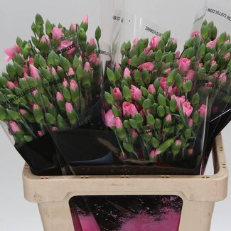 Freshy Trosanjer Enkelbloemig Solomio Cas