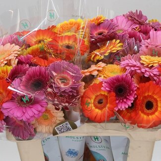 Freshy Germini Aqua “Elite Mix” Kwekers Keus | Kleur: Gemengde Kleuren | Lengte ± 50 centimeter | Per 20 verse bloemen
