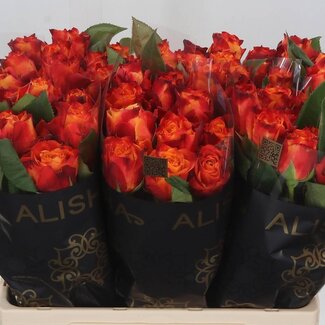 Freshy Rozen “Atomic” | Kleur: Rood | Lengte ± 60 centimeter | Per 10 verse bloemen