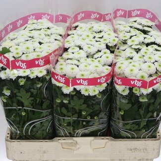 Freshy Chrysant santini Poppy