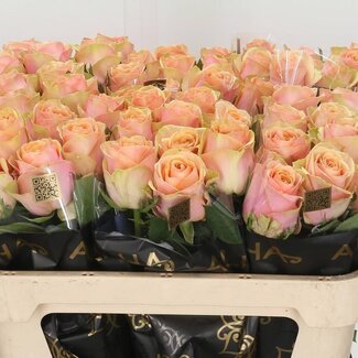 Freshy Rosa Dividend