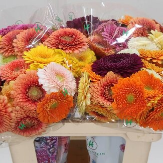 Freshy Germini Aqua “Pom Gemengd” | Kleur: Gemengde Kleuren | Lengte ± 50 centimeter | Per 20 verse bloemen