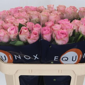 Freshy Rozen “Renaissance” | Kleur: Roze | Lengte ± 70 centimeter | Per 10 verse bloemen