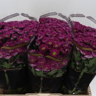 Freshy Chrysanthemum Chrysant Santini “Rossi Splendid” | Kleur: Paars | Lengte ± 55 centimeter | Per 25 stelen verse bloemen