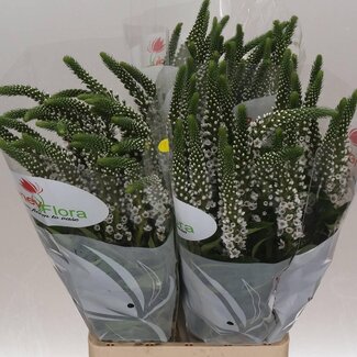 Freshy Lysimachia “Moonlight” | Couleur: Blanc | Longueur ± 80 centimeter | Par 25 tiges de fleurs fraîches