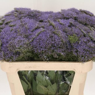 Freshy Trachelium Blue Lake Michigan