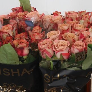 Freshy Rosa Cappuccino