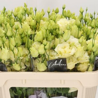 Freshy Eustoma Gevuld Alissa Geel