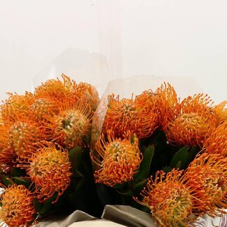 Freshy Leucospermum Nutans “Soleil” | Kleur: Geel | Lengte ± 40 centimeter | Per 10 verse bloemen