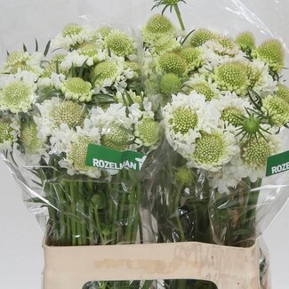 Freshy Scabiosa At F Scoop Whit