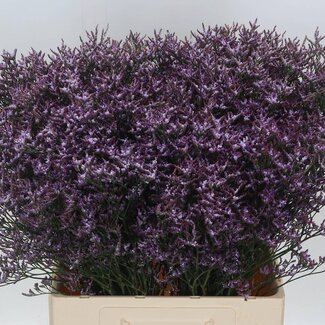 Freshy Limonium Saf Lilac