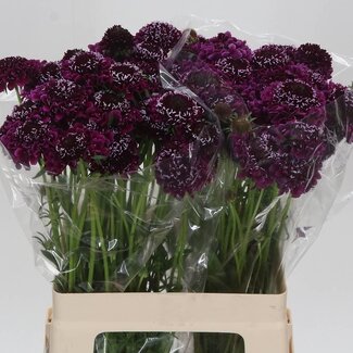 Freshy Scabiosa Atropurpurea “F Scoop Dark Purple” | Kleur: Paars | Lengte ± 60 centimeter | Per 30 verse bloemen