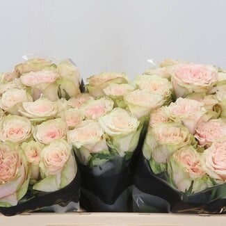 Freshy Rozen “Country Secret” | Kleur: Wit | Lengte ± 50 centimeter | Per 10 verse bloemen