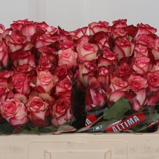 Freshy Rozen “Paloma” | Kleur: Roze | Lengte ± 50 centimeter | Per 10 verse bloemen