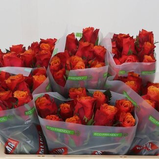 Freshy Rozen “Espana” | Kleur: Geel | Lengte ± 50 centimeter | Per 20 verse bloemen